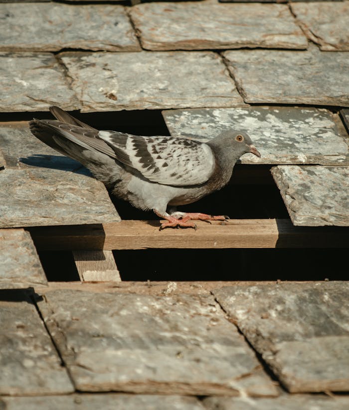 Close-up shot of a pigeon perched on a rustic tiled roof, showcasing urban wildlife.